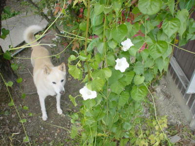 犬と朝顔