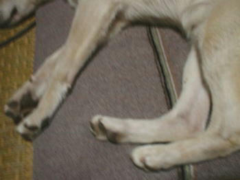 091226dog1.jpg