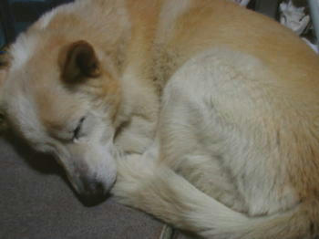 091226dog2.jpg