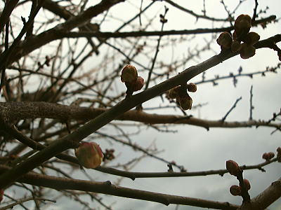 110106ume.jpg