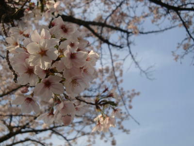110411sakura1.jpg