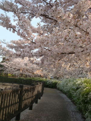 110411sakura2.jpg