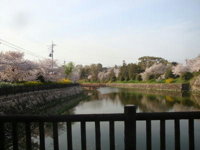 110411sakura3.jpg