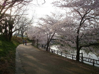 110411sakura4.jpg