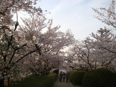 110411sakura5.jpg