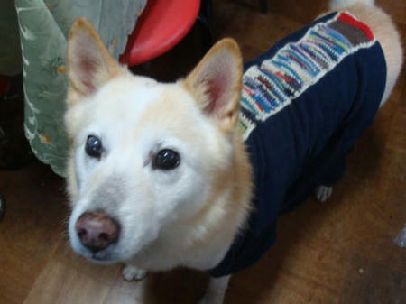 犬の服