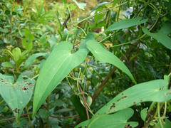山芋 自然薯 磯にはいつも夢がある