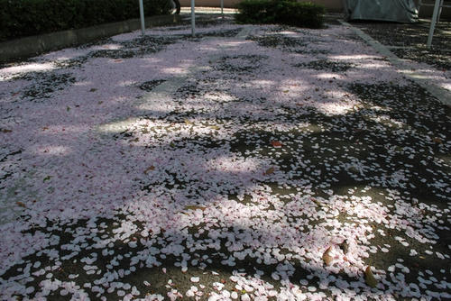 20090429
