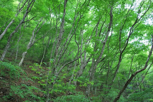 20090523