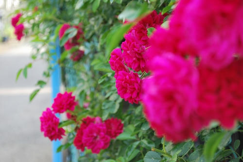 20090529