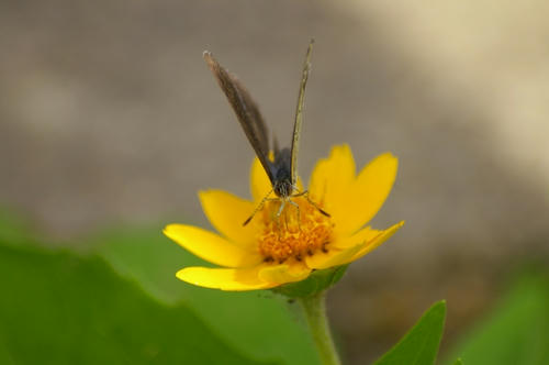 20090715