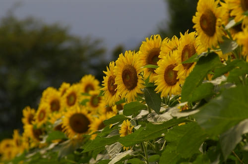 20090815