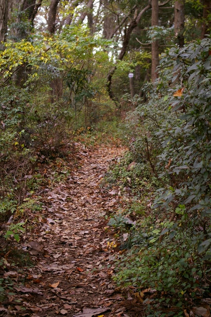 20091116