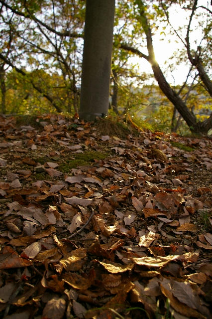 20091116