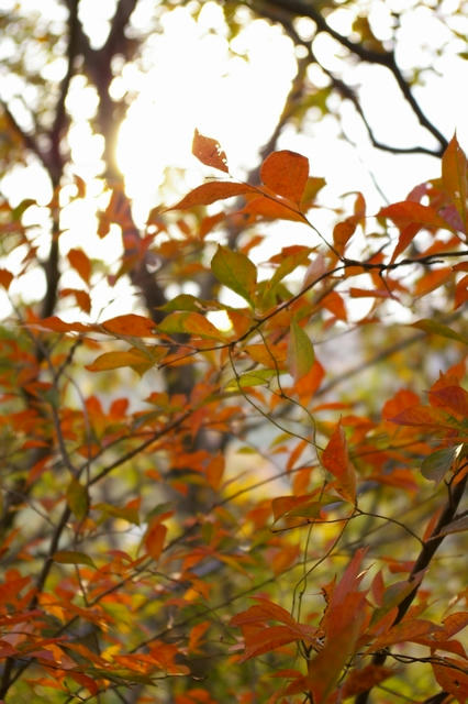 20091116