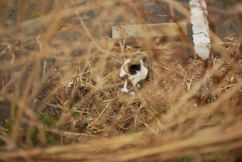 20110403