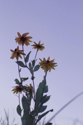 20110719