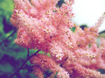 pink.JPG