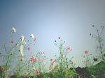 cosmos02.JPG