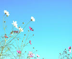 cosmos04.JPG