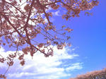 sakura01i.JPG