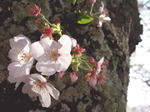 sakura02.JPG