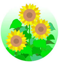 Sunflower, flower, and summer feature in summer