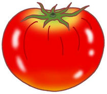 Tomato, Fruit tomato, Ripe tomato, Red eggplant, Summer vegetable