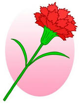 Mother's Day, Carnation, Red carnation, Present on Mother's Day, Mother's Day gift, Thanks to mother
