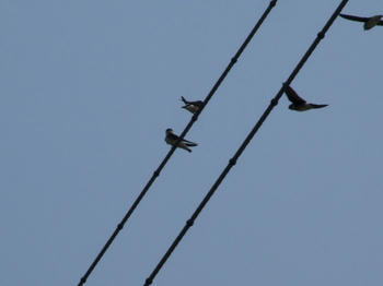 090603birds.JPG