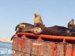 mexico001.gif