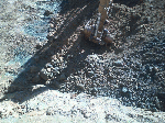 image005.gif