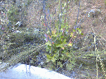 20100804006.gif