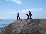 d47c48c7.gif