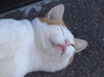 b-l003.JPG