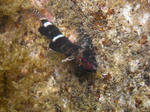 suityubale0095.JPG