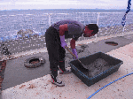 pure005.gif