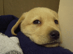 meri001.gif