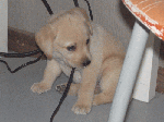 meri002.gif