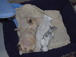 miri003.gif