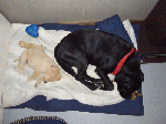 113004.gif