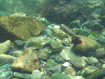 08723250.gif