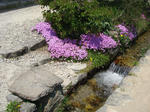 DSC04532.jpg