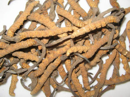chongcao.jpg