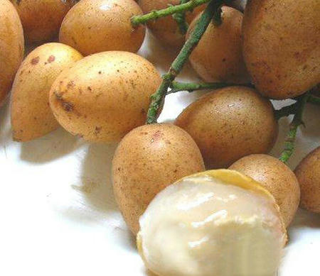 huangpi.jpg