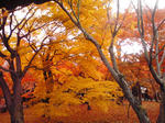 京都　東福寺　紅葉　画像４