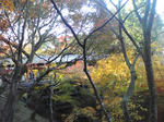 京都　東福寺　紅葉　画像３