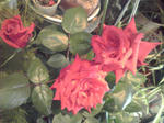 K3400060.JPG
