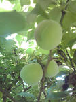 K3400084.JPG