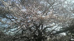 2009033012440000.jpg